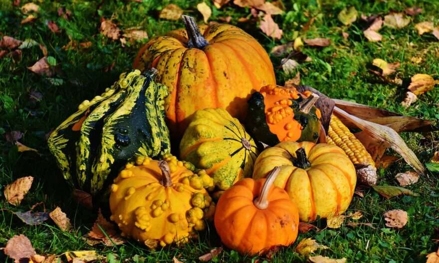 zucca in cucina